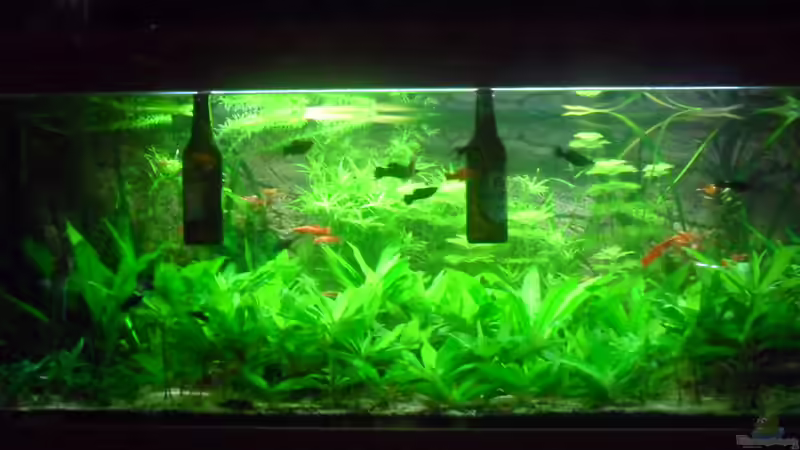 14.12.2010 Tja wenns kalt ist macht man das Bier warm von kleines becken (19)