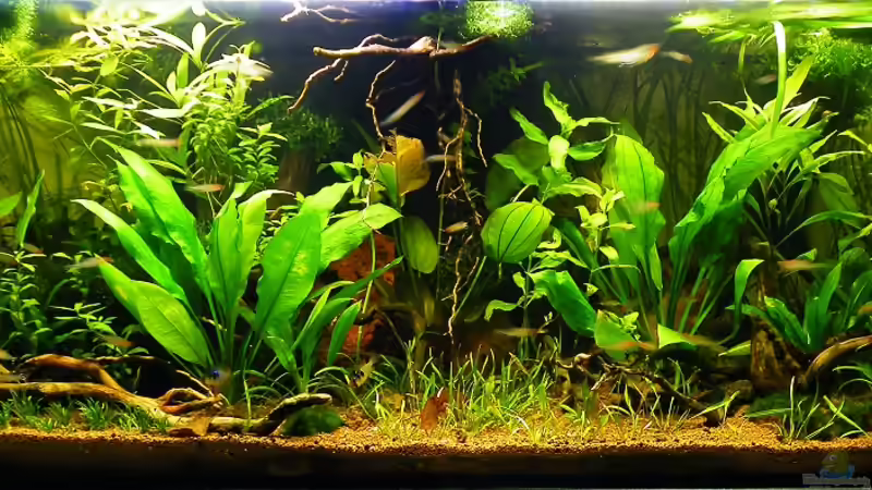 14.12.2011 - Gesamtansicht von bergfrau (6)