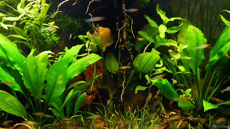 14.12.2011 - Mitte von bergfrau (14)