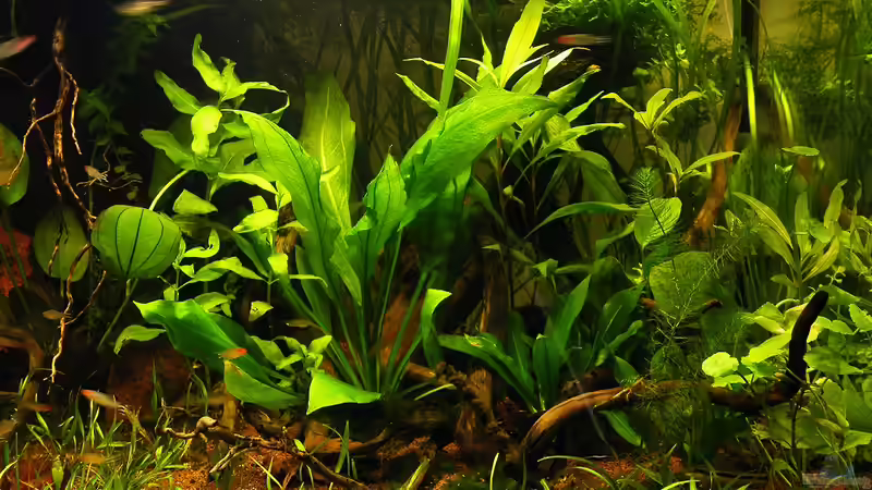 14.12.2011 - Rechts von bergfrau (15)