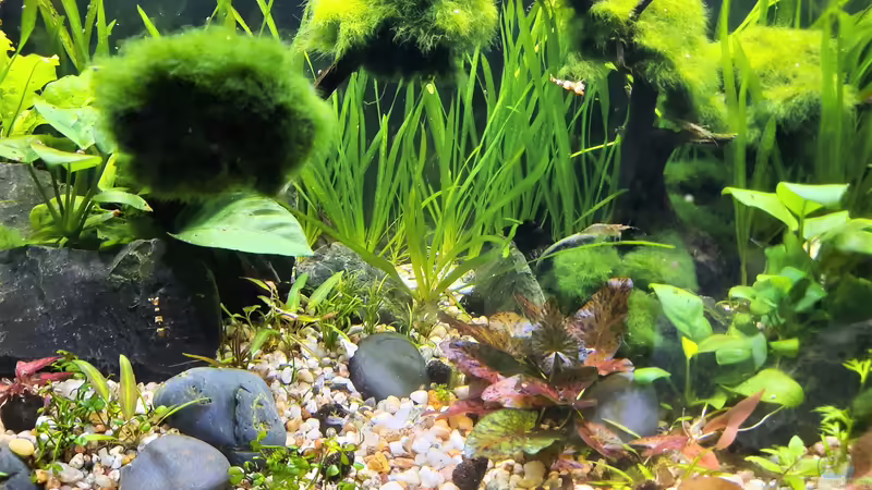 14.12.2020 von okefenokee (23)