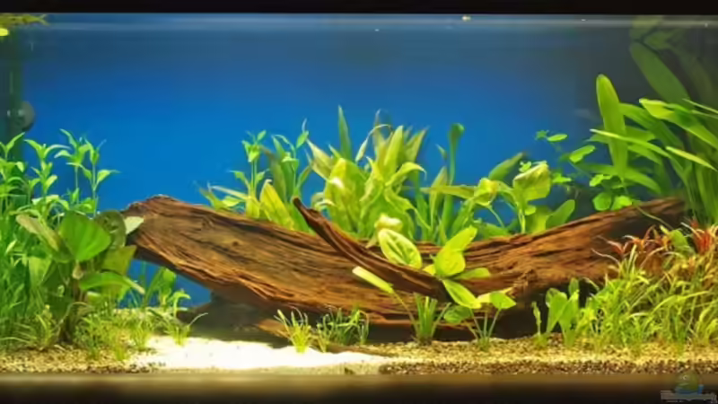 14.8.08 von smily (2)