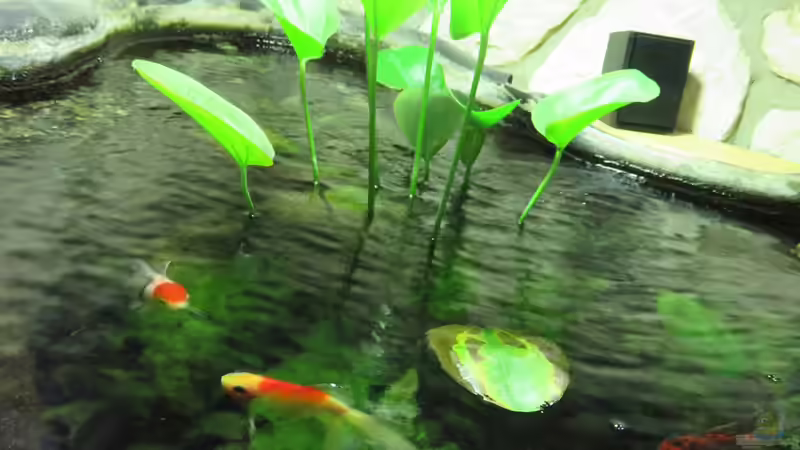 14.9.17 von Andrea (7)