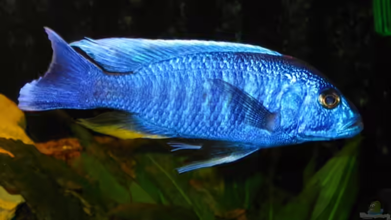 14 cm von Jürgen Baum (6)