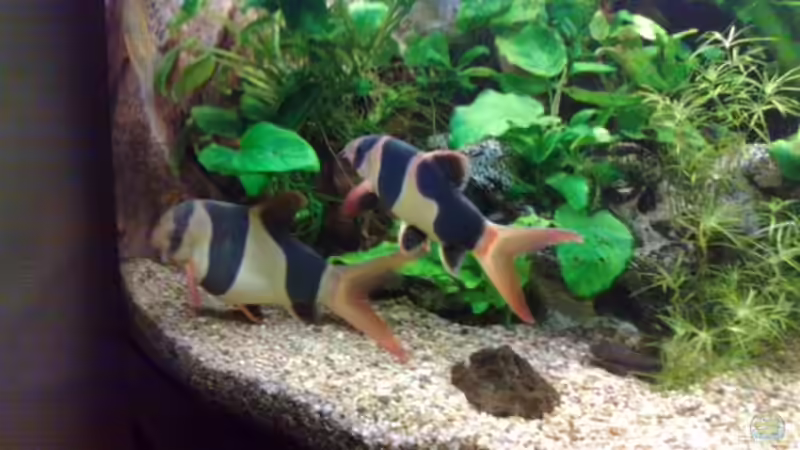 14 jahre und unterschiedlich groß von ecki (16)