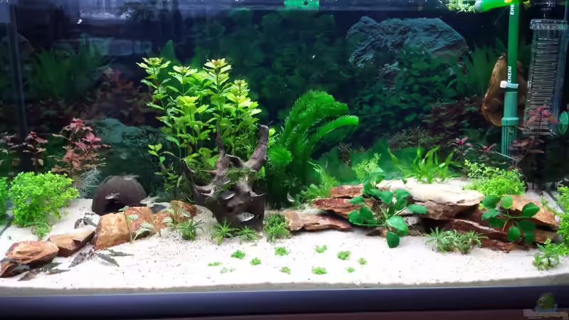 14 Tage nach Bepflanzung 22.01.2014 von schilli (11)