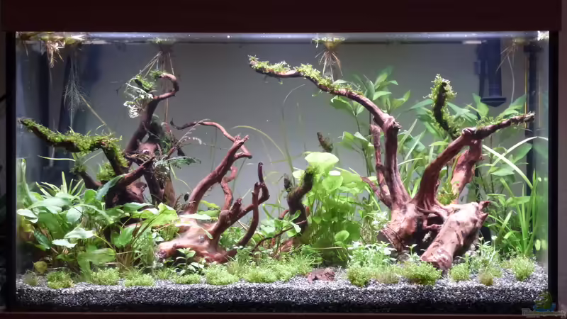 14 Tage nach dem einrichten von Summse (5)