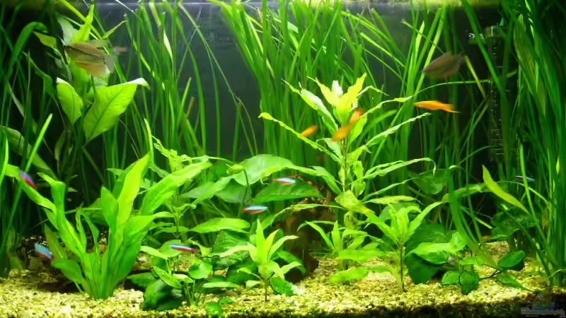 140 Liter Gesellschaftsbecken