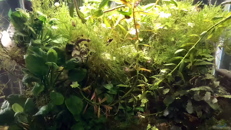 15. Juni 2018 - die Algen sind schon lange weg und die Pflanzen wachsen enorm! von Helga Kury (7)