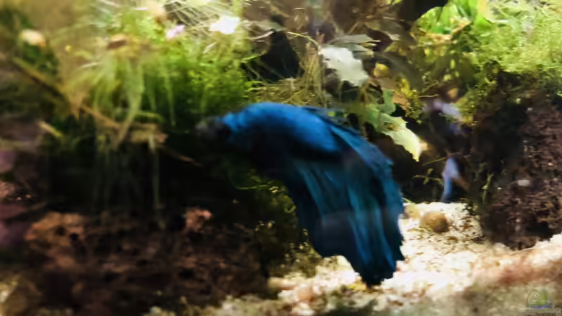 15. Juni 2018 - Finn und etwas Algen im Boden (doch ich habe lange keinen Wasserwechsel von Helga Kury (9)