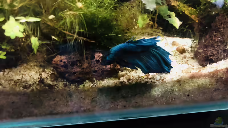 15. Juni 2018 - Kampffisch Finn lebt nun seit einem Jahr im Becken... von Helga Kury (8)