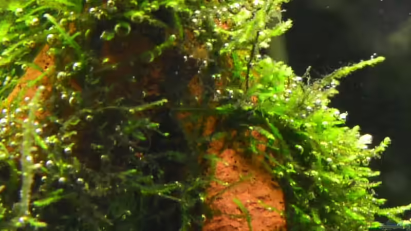 15. Moos von Daniela (20)