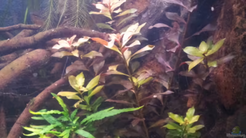 15.01.13 Ludwigia von Michael Scheffler (24)