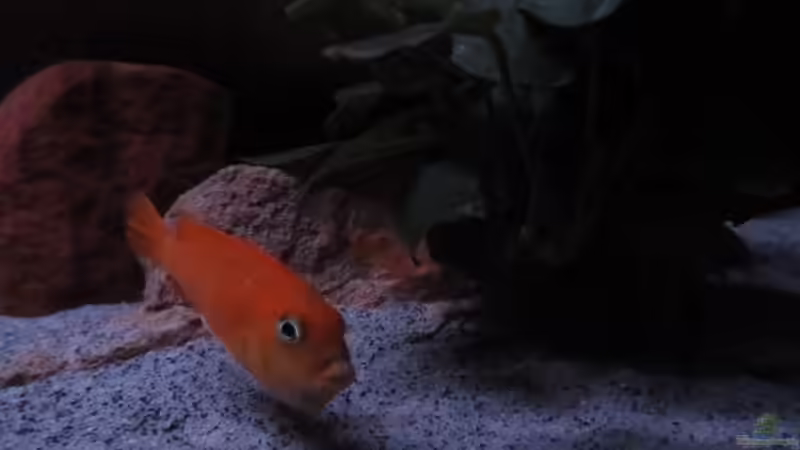 15.01.13 von aquamika (29)