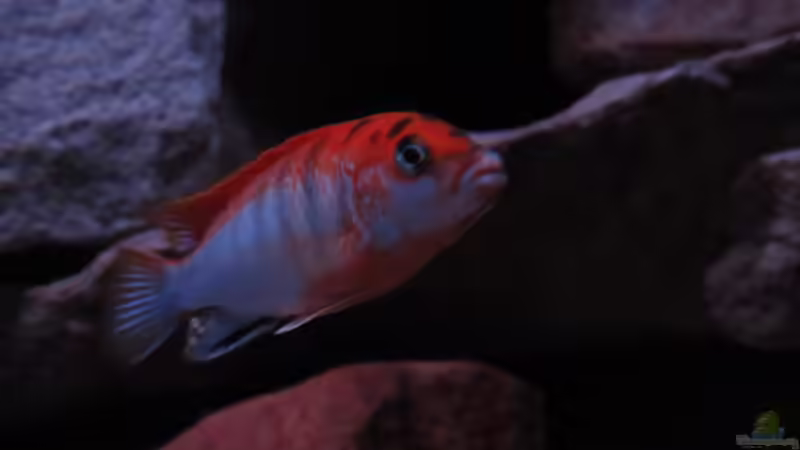 15.01.13 von aquamika (44)