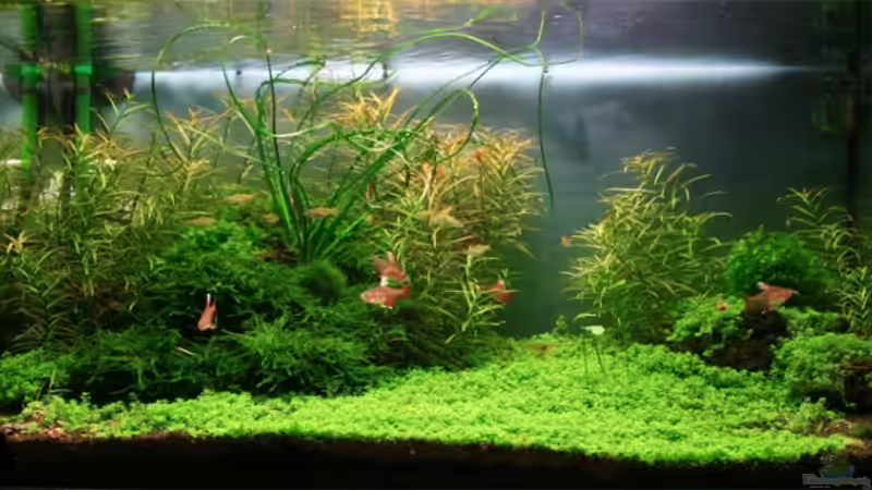 15.01.2008 von senf. (10)