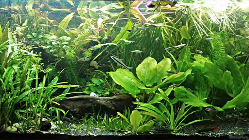 15.01.2012: Gesamtansicht, direkt nach der Pflanzenpflege von Welslau (11)