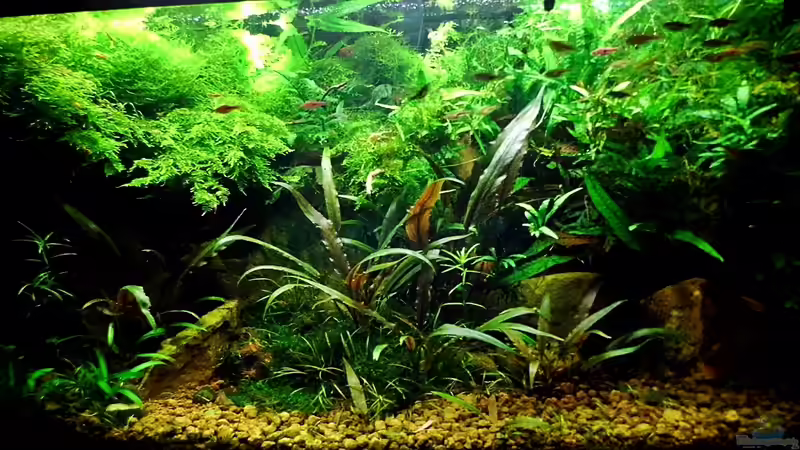 15.01.2014  Nach erneuter Entfernung von Pflanzen von snooze (14)