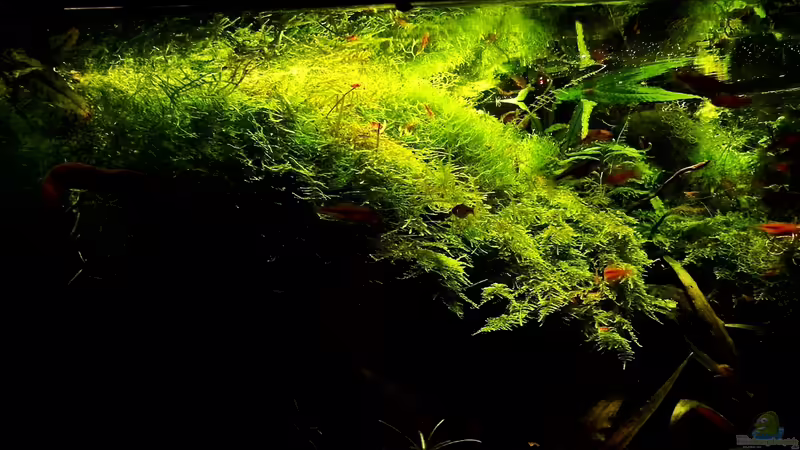 15.01.2014  von snooze (38)