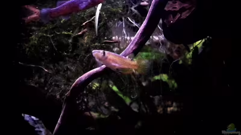 15.01.2014 von snooze (81)