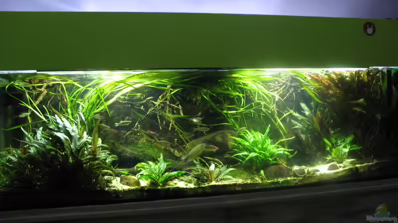 15.01.2017 von der Theoretiker (16)