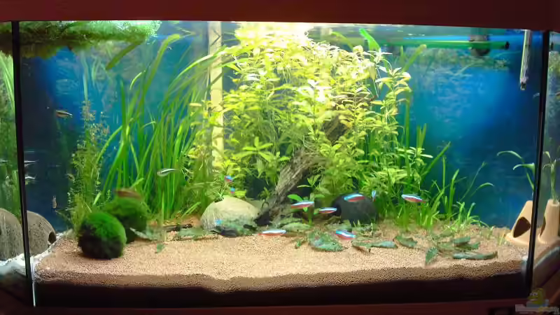 15.02.10 von Andy_daHousecat (3)