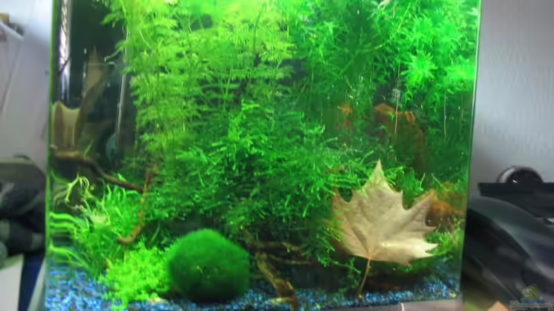 15.02.2008 von KARNIK (1)