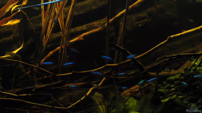 15.02.2015  von der Theoretiker (61)