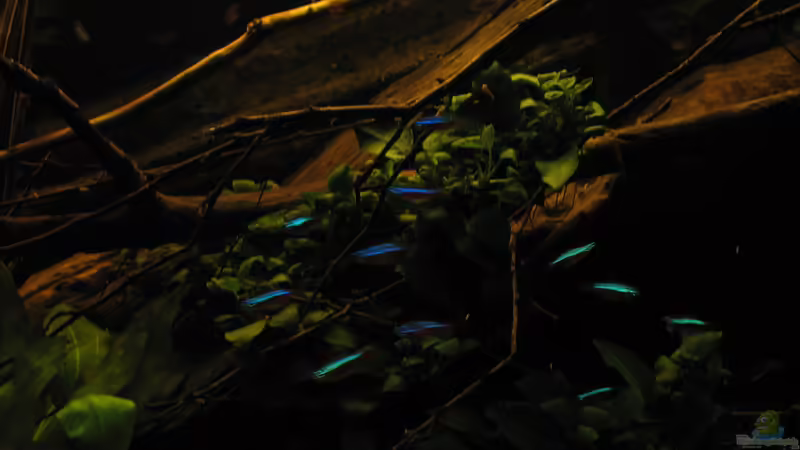 15.02.2015 von der Theoretiker (62)