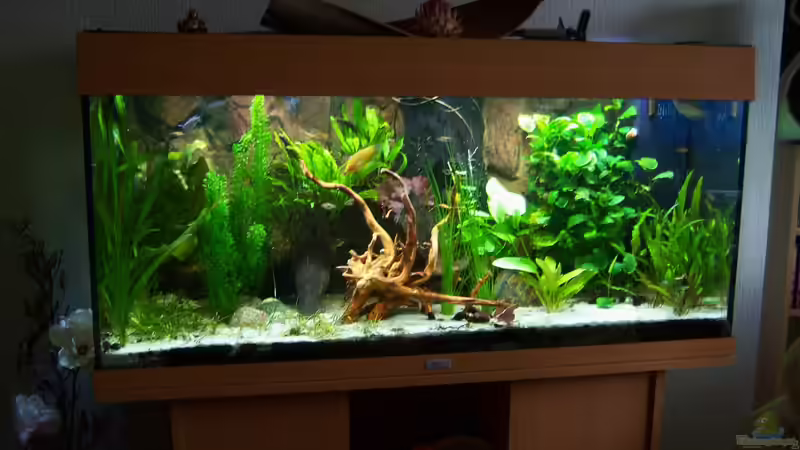 15.02.2015 von Schratze (54)