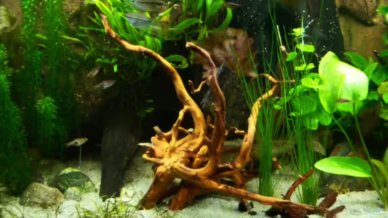 15.02.2015 von Schratze (56)