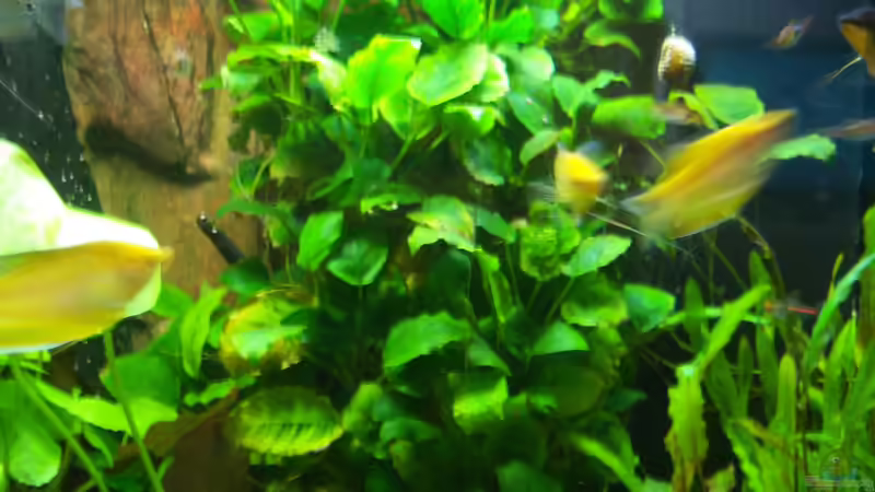 15.02.2015 von Schratze (73)