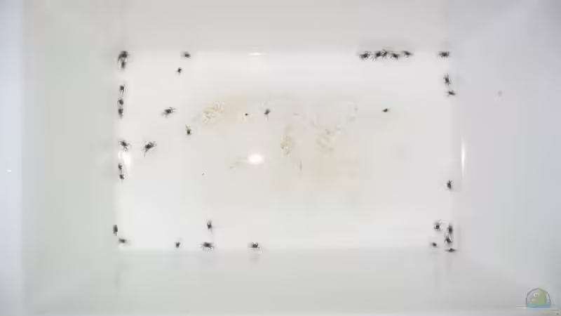 15.03. Becken reinigung. Das waren nur die die aus den Steinen fielen. von Insulaner (16)