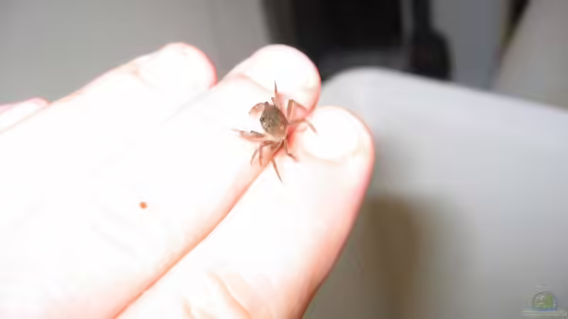 15.03. von Insulaner (15)