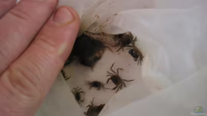 15.03. von Insulaner (17)