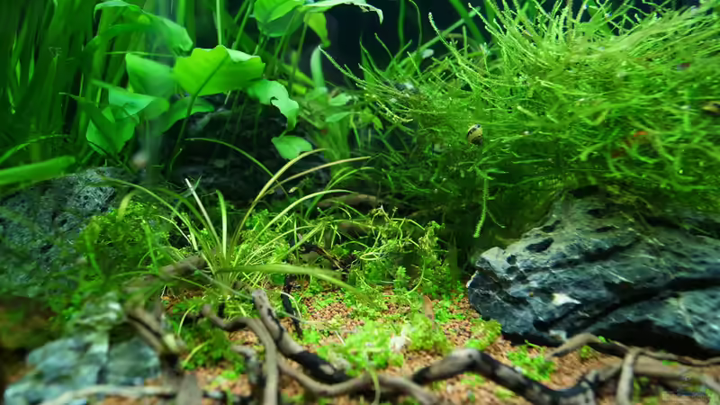 15.03.15 von Guido Seifert (4)