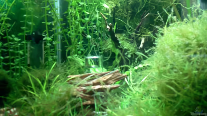 15.03.2012 von manala (5)