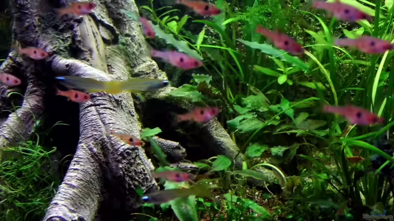 15.03.2013 von snooze (20)