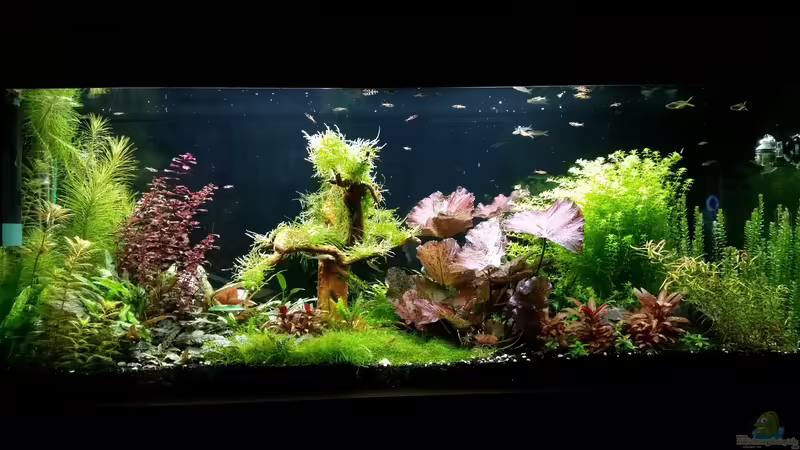 15.03.2016 von Ichigo (30)