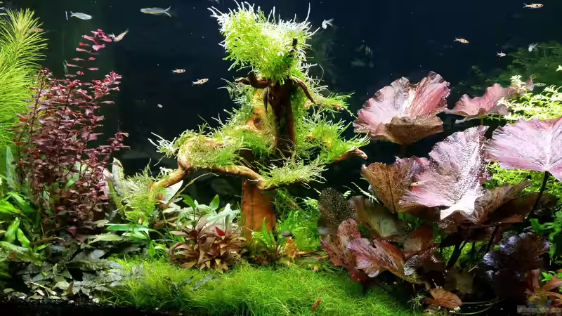 15.03.2016 von Ichigo (31)