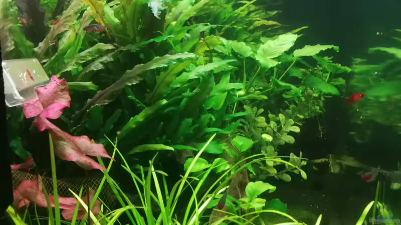 15.03.2019 von JohnnyWishbone (1)