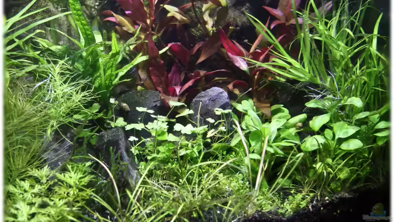 15.04.2012 von Ralf64 (29)