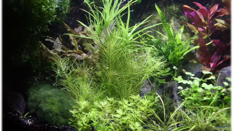 15.04.2012 von Ralf64 (30)