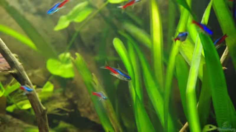 15.04.2014 Putzmuntere Neonsalmler, Paracheirodon innesi von Herr H. (35)