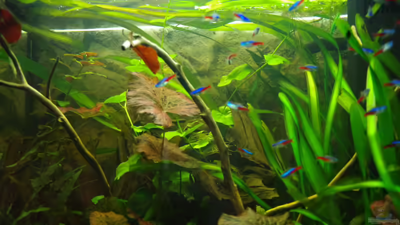 15.04.2014 Vallisneria americana (gigantea)	Riesen-Vallisnerie gedeiht prächtig. von Herr H. (15)