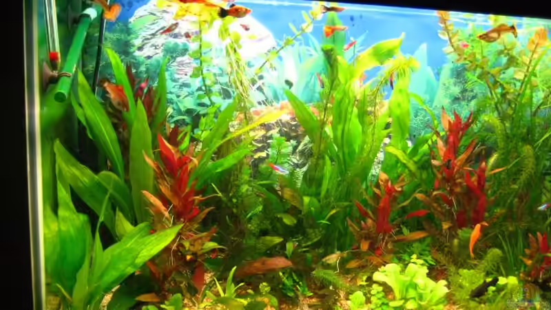 15.05.08 von andi.B (10)