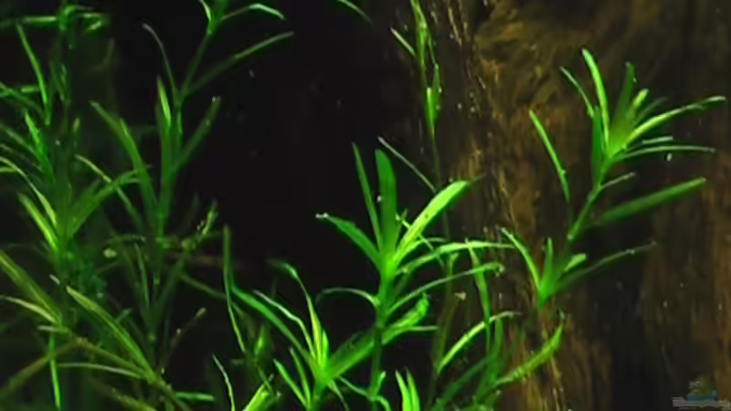 15.05.2010 Nixkraut von *Lucie* (28)