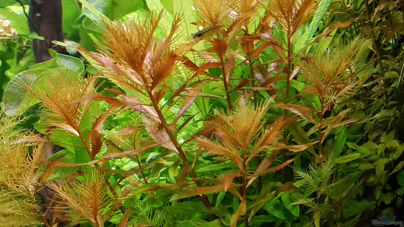 15.05.2017 Tag 31 von Pflanzenmaster (17)