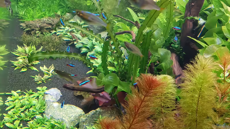 15.05.2017 Tag 31 von Pflanzenmaster (18)