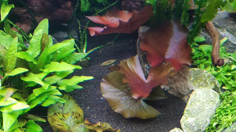 15.05.2017 Tag 31 von Pflanzenmaster (19)